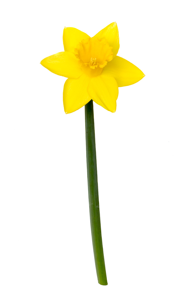 Yellow Narcissus 01.jpg