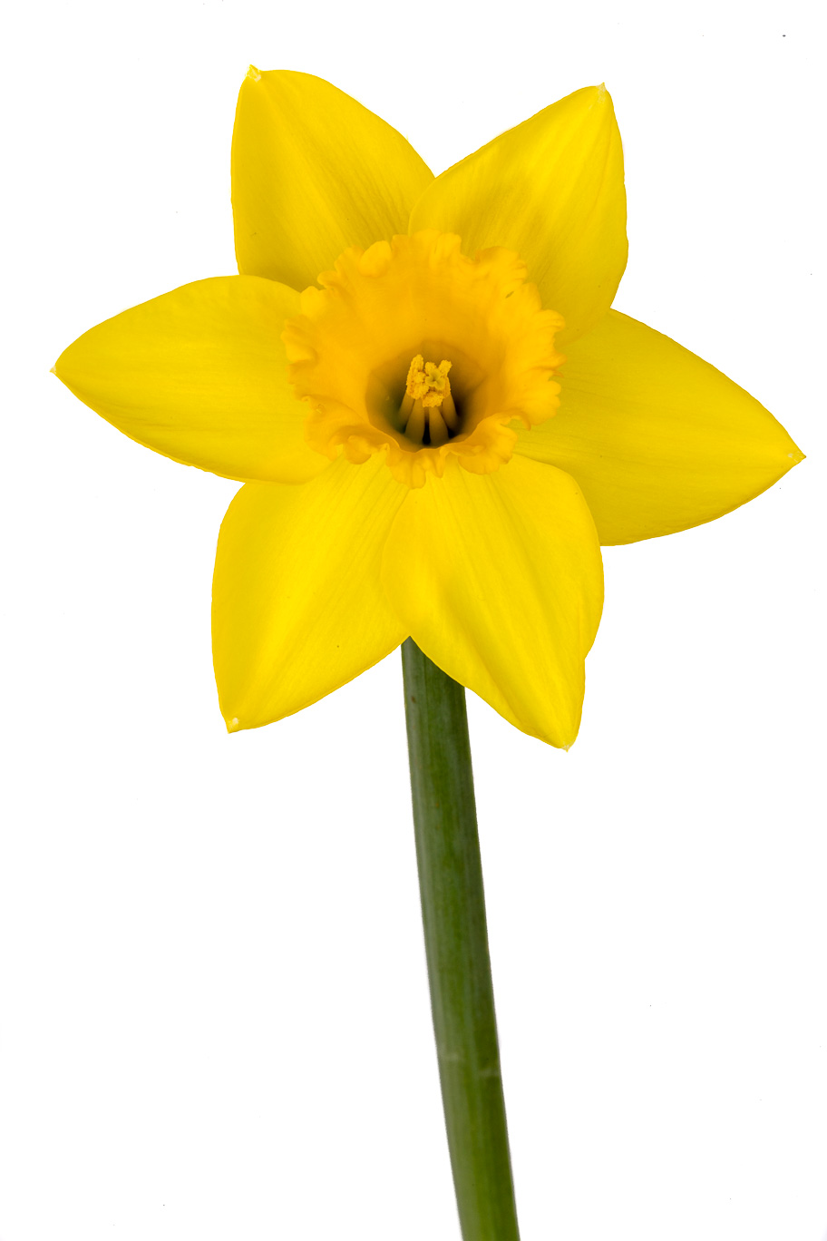 Yellow Narcissus 02.jpg