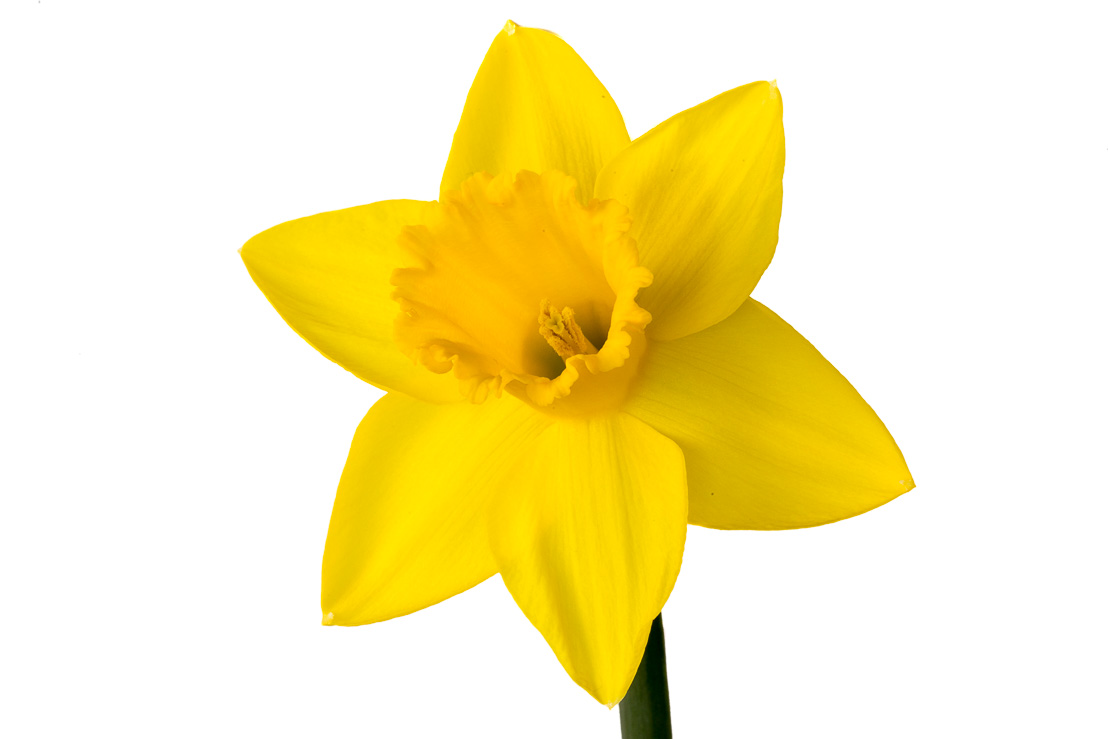 Yellow Narcissus 03.jpg