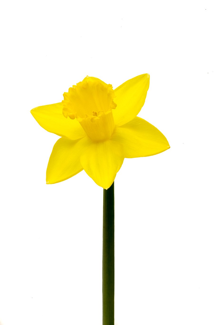 Yellow Narcissus 04.jpg