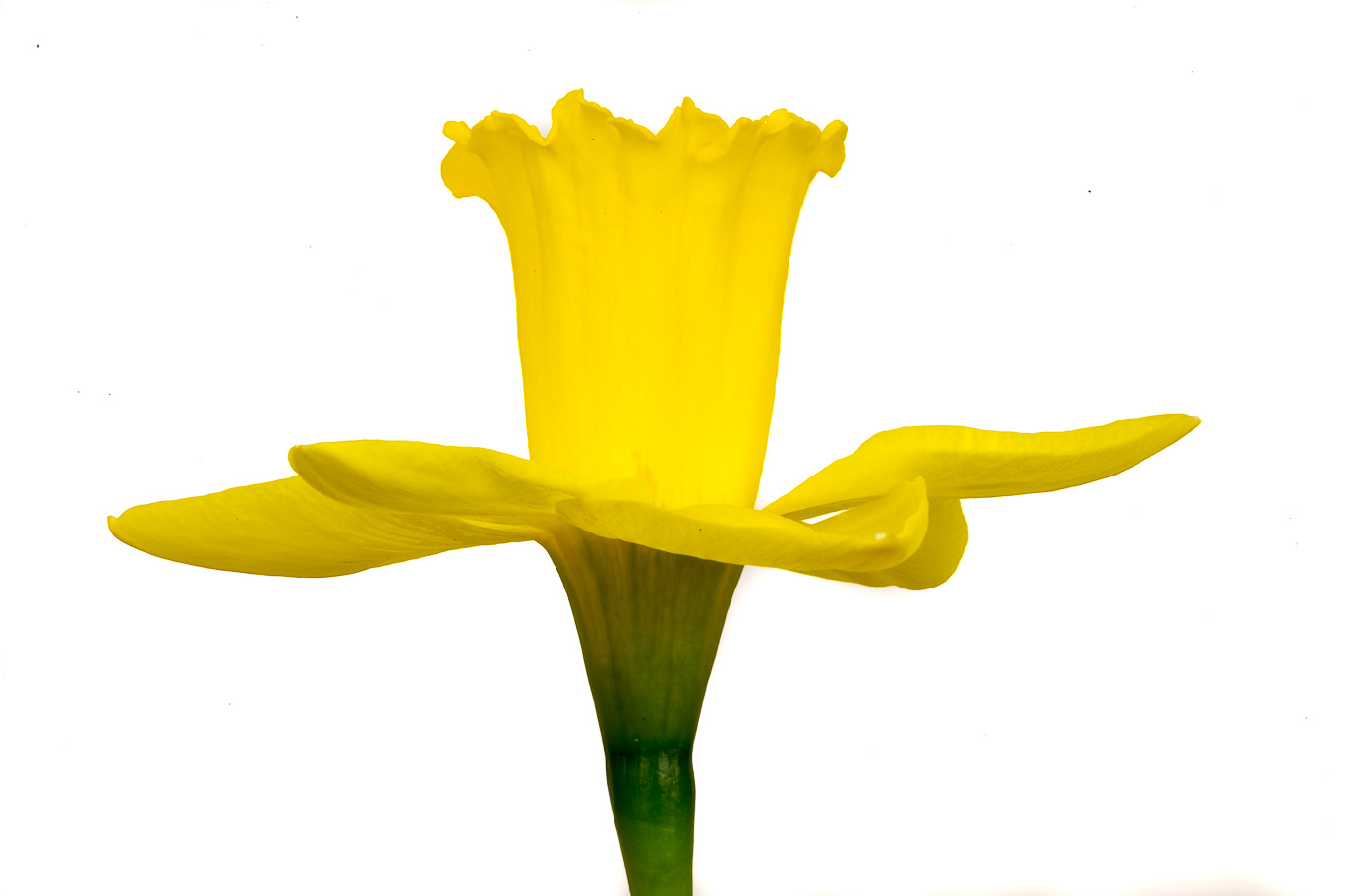Yellow Narcissus 05.jpg