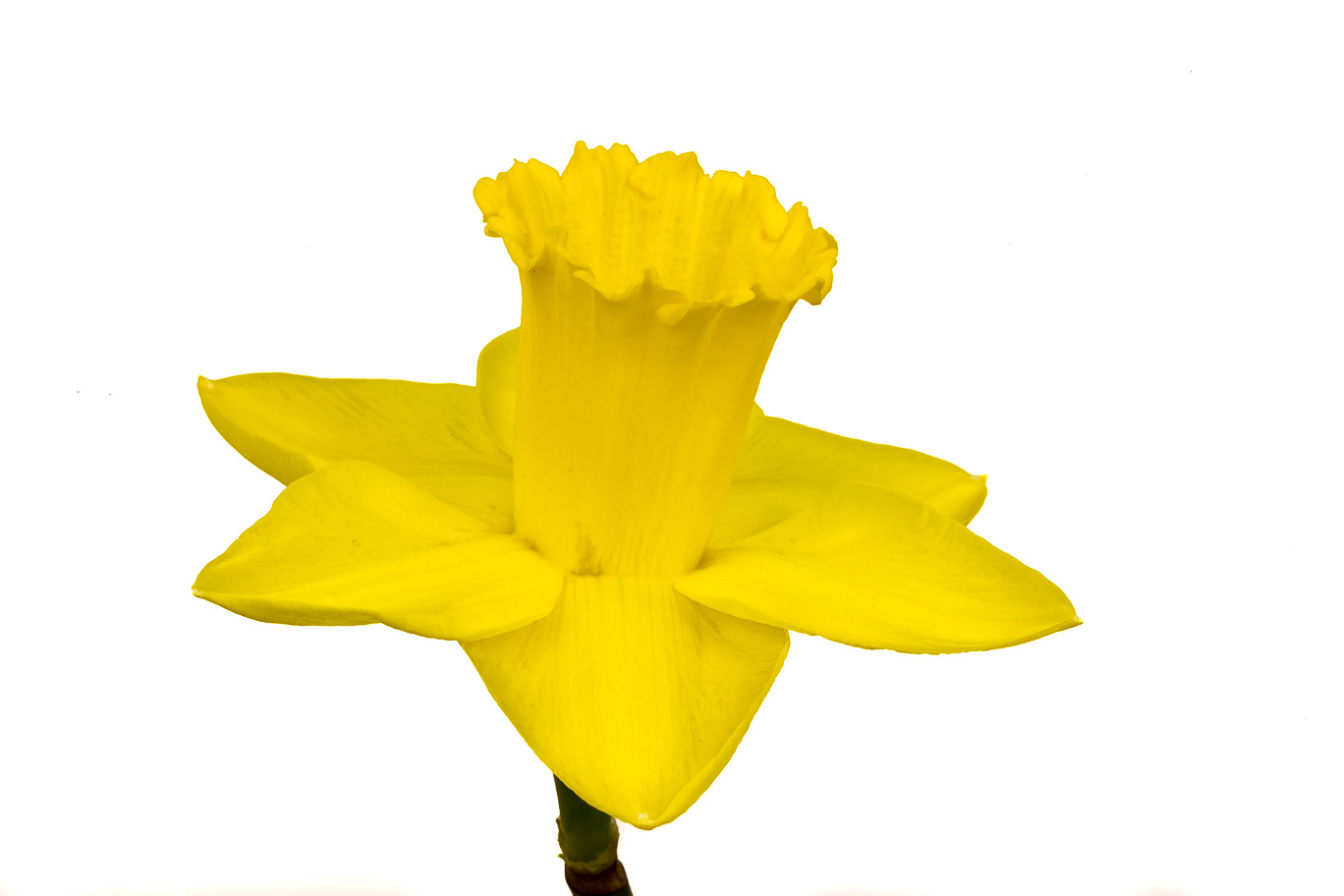 Yellow Narcissus 06.jpg