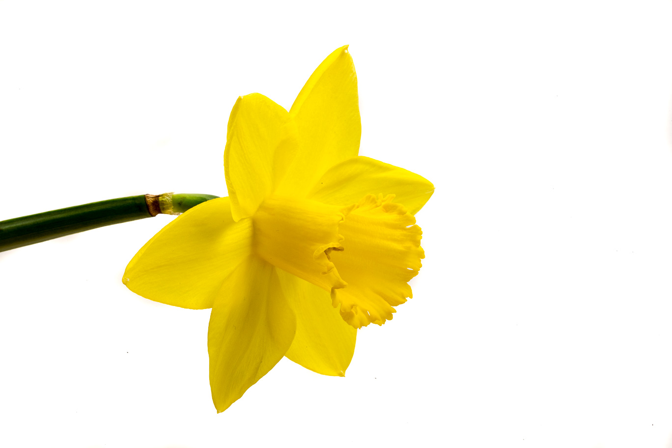 Yellow Narcissus 07.jpg