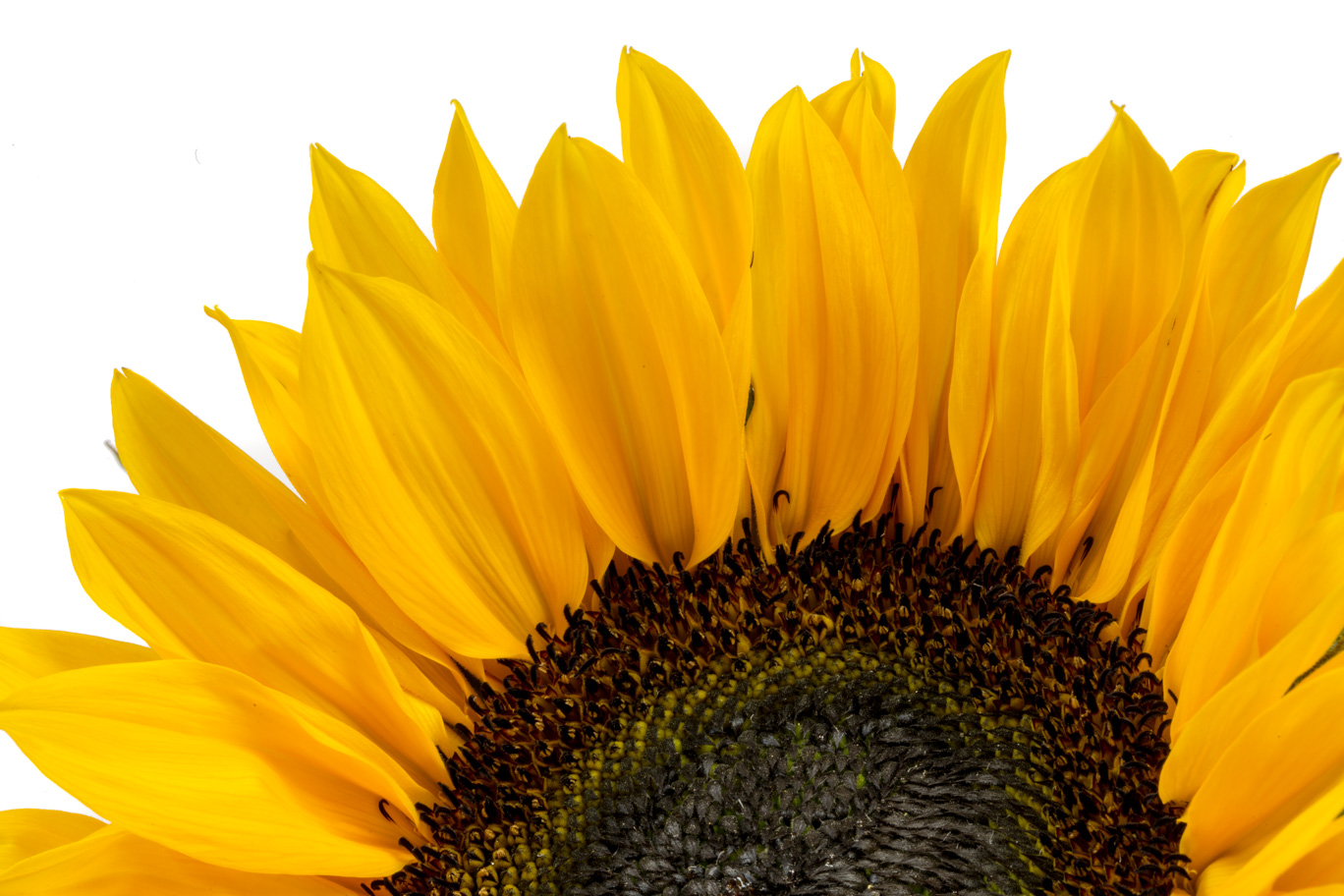 Sunflower 01.jpg