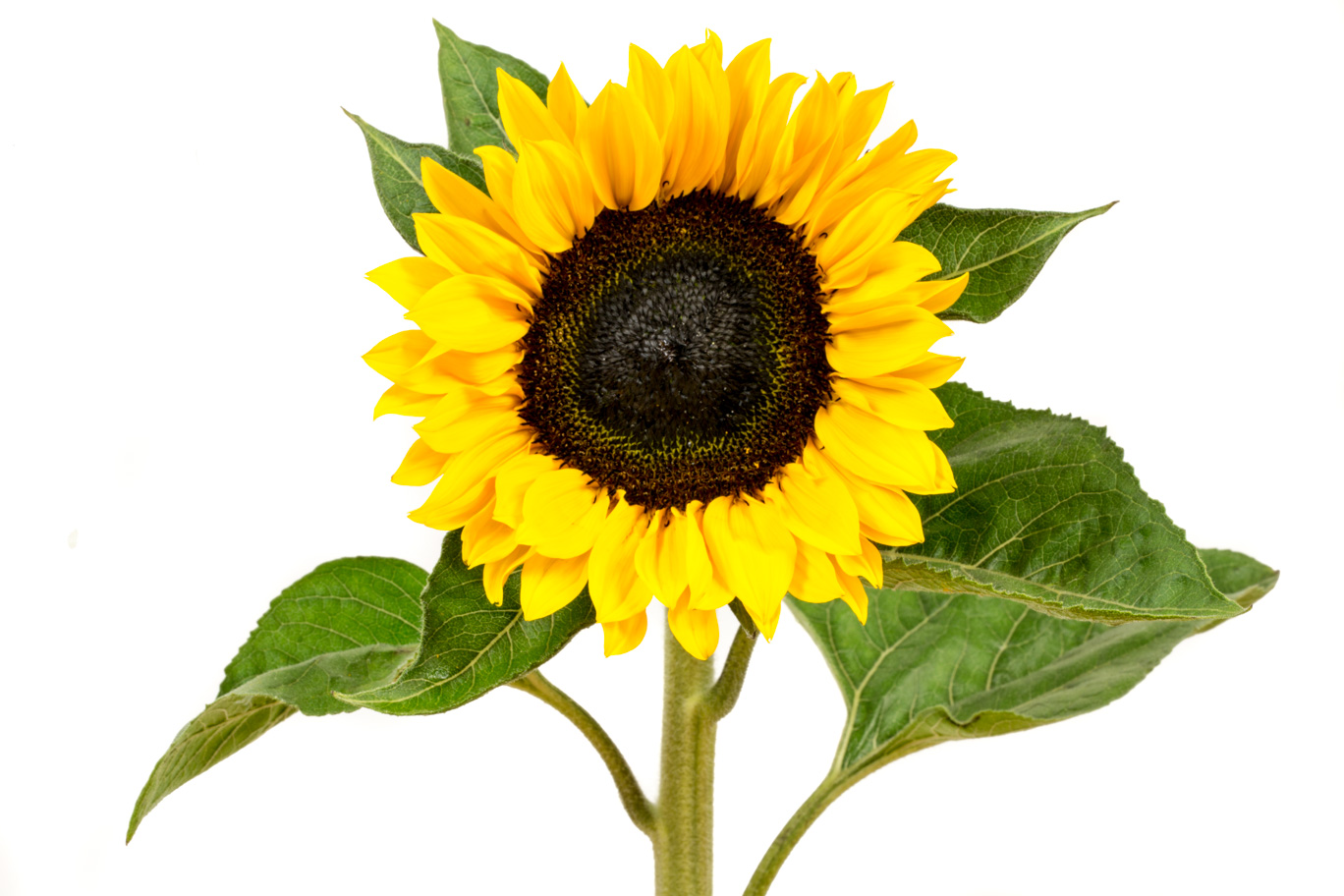 Sunflower 02.jpg