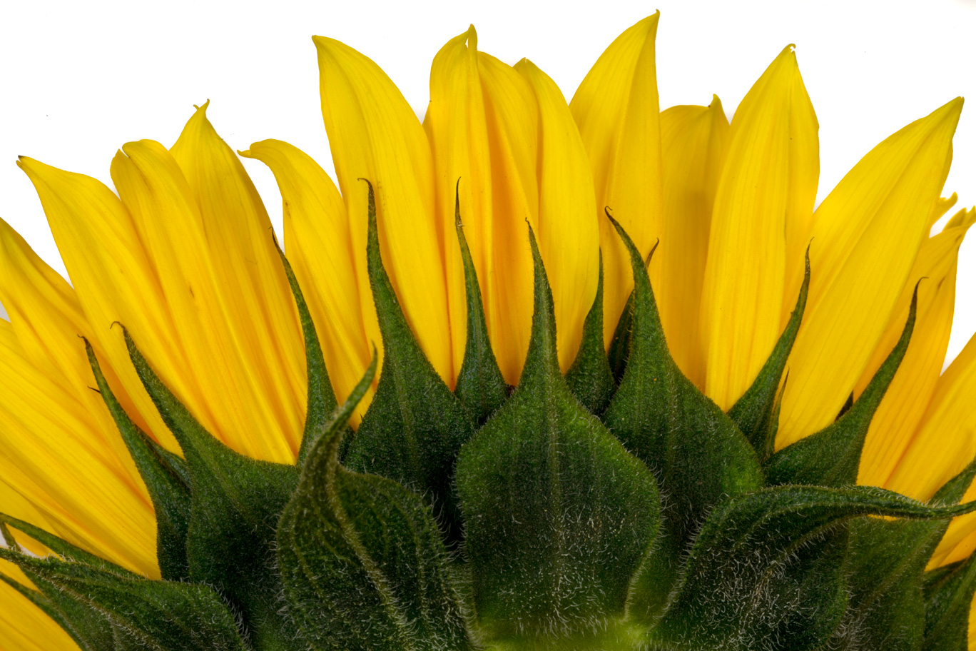 Sunflower 03.jpg