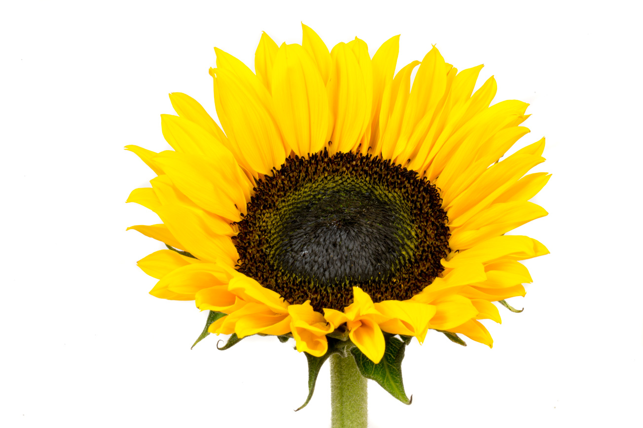 Sunflower 05.jpg