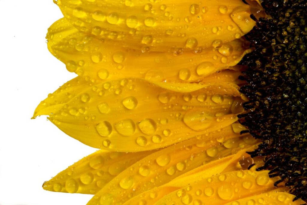 Zonnebloem