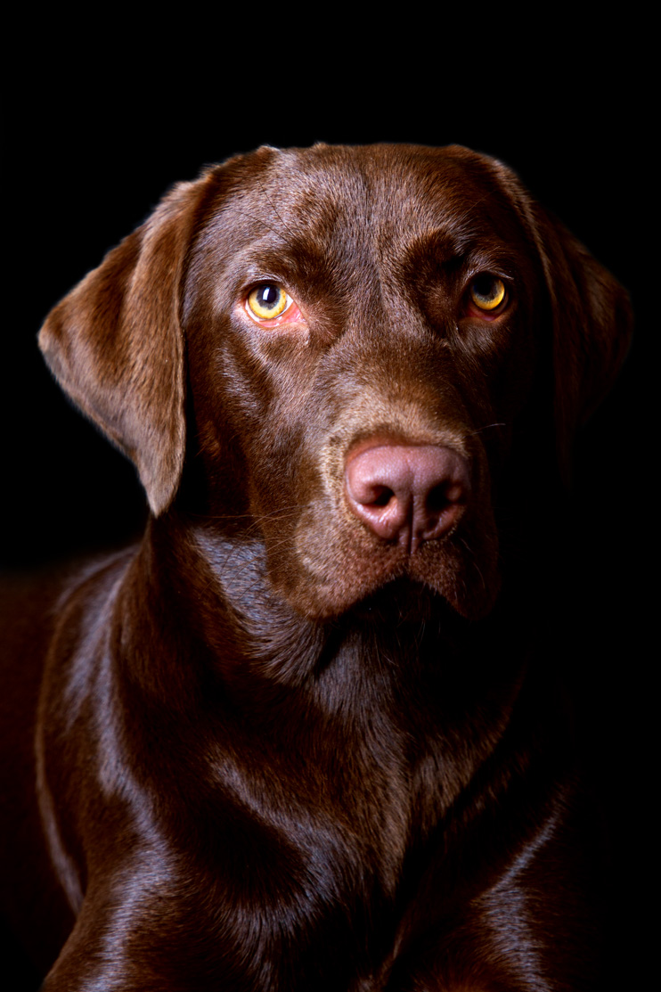Labrador Retreiver Portrait 01.jpg