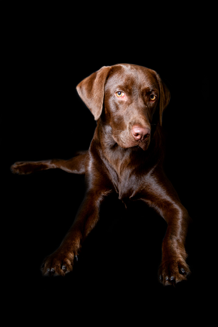 Labrador Retreiver Portrait 02.jpg