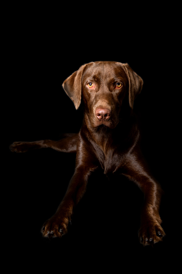 Labrador Retreiver Portrait 03.jpg
