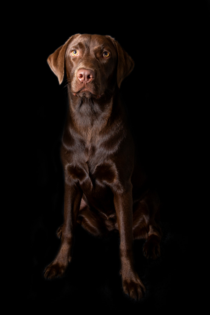 Labrador Retreiver Portrait 04.jpg
