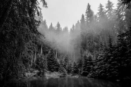 Clouds over a forrest